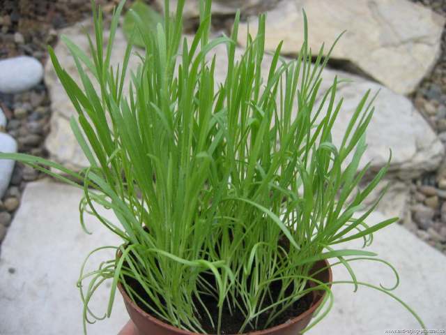 اسفرزه Plantago ovata 2